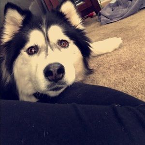 Meet your Posher, Alana